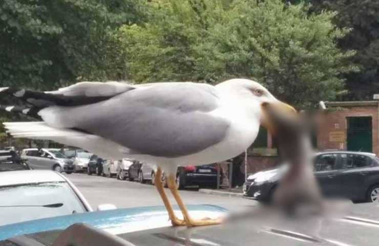 Gabbiano mangia un ratto a Roma