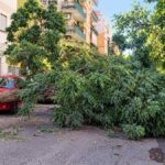 Albero caduto in via Angelo Olivieri a Ostia blocca la carreggiata tra le auto parcheggiate.