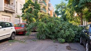Albero caduto in via Angelo Olivieri a Ostia blocca la carreggiata tra le auto parcheggiate.
