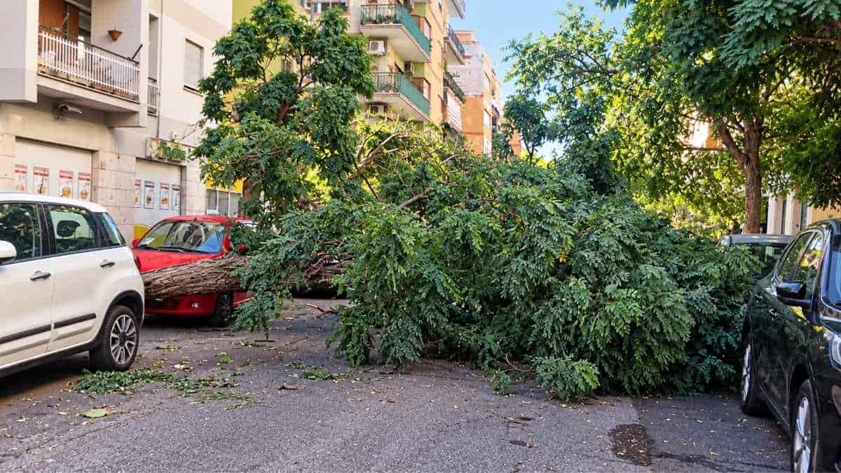 Albero caduto in via Angelo Olivieri a Ostia blocca la carreggiata tra le auto parcheggiate.