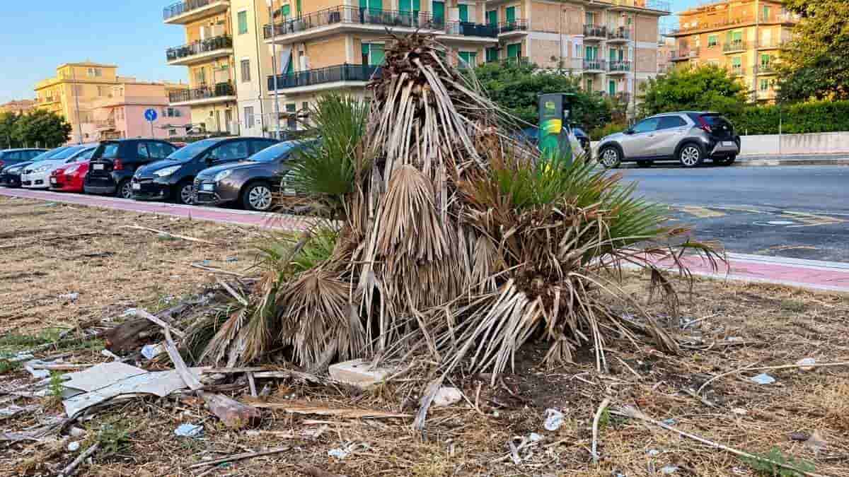 Palme con fronde secche e rifiuti nello spartitraffico di viale delle Repubbliche Marinare a Ostia