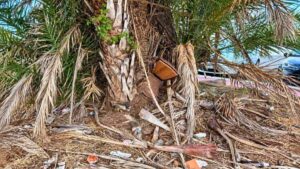 Palme con fronde secche, rifiuti e una sedia abbandonata nello spartitraffico di viale delle Repubbliche Marinare a Ostia