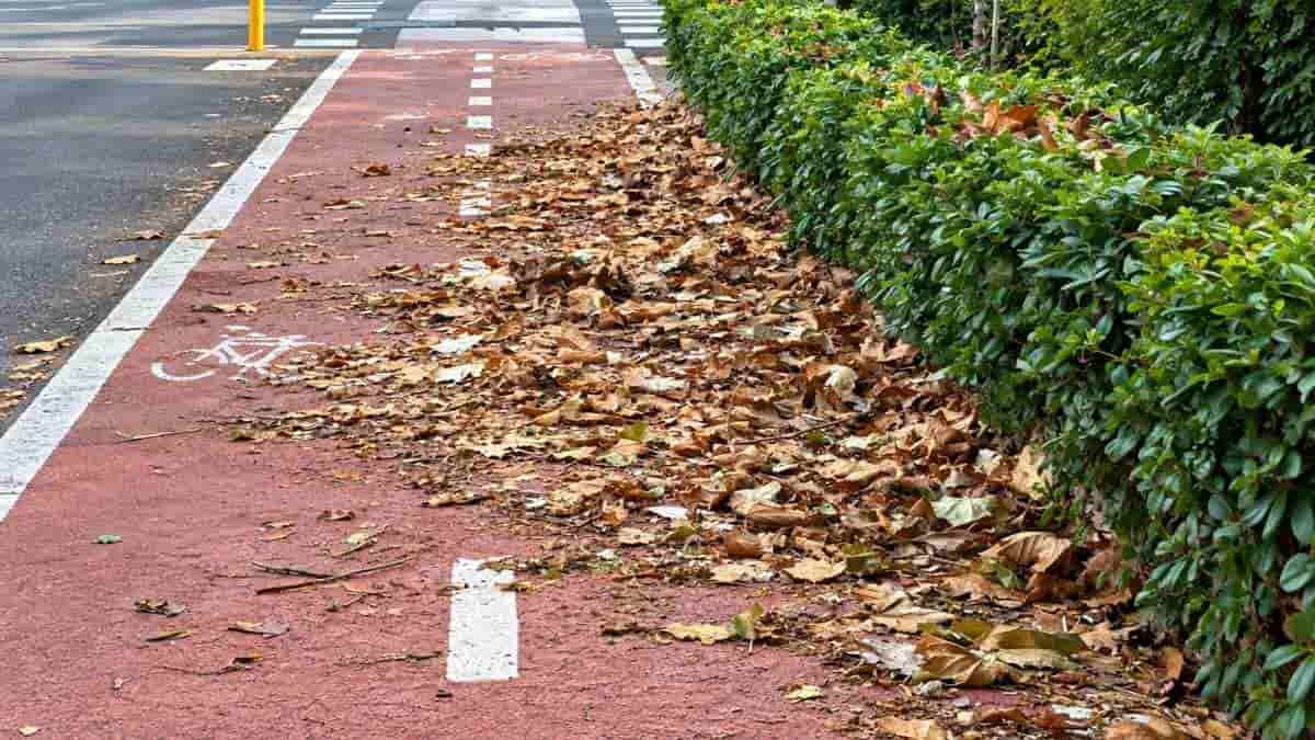 Foglie e residui vegetali sulla pista ciclabile di viale delle Repubbliche Marinare a Ostia