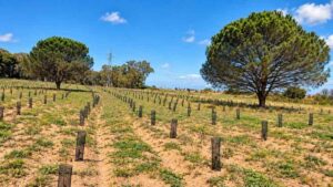Pineta Acque Rosse a Ostia con giovani piantumazioni protette da shelter nell’area interessata dal progetto di riforestazione PNRR.