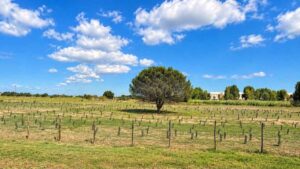 Pineta delle Acque Rosse a Ostia con giovani piante della riforestazione PNRR e alberi messi a dimora nell’area
