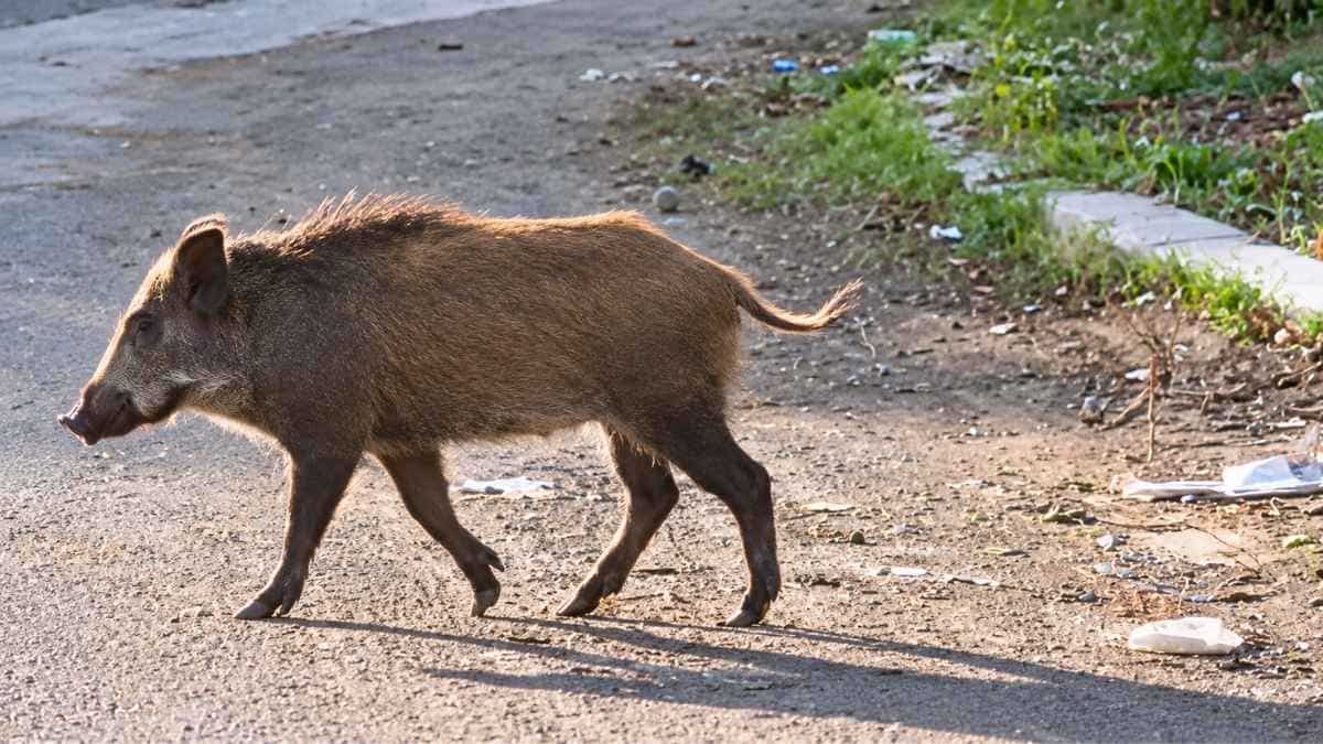 Cinghiale avvistato alla Pisana in via dei Cadolingi, a Roma, mentre attraversa il margine della strada