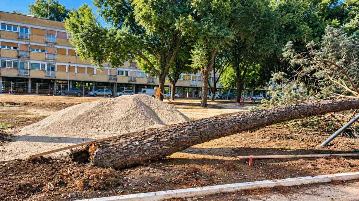 Albero caduto nel cantiere di viale della XVII Olimpiade al Villaggio Olimpico di Roma