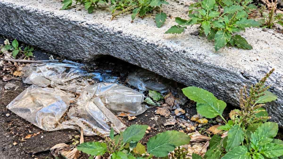 Rifiuti e vegetazione vicino a una caditoia in via Giuseppe Peano a Roma