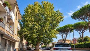 Albero di grandi dimensioni ad Acilia, vicino all'incrocio tra via Pietro da Mazzara e via Antonio Alabanti, davanti alla scuola Stella Maris.