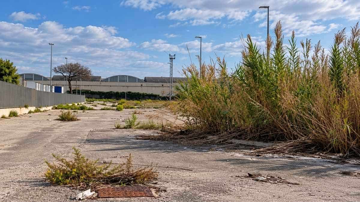 Area artigianale di via Carlo Goldoni a Lavinio Stazione, con vegetazione incolta, canneti e sterpaglie sulla pavimentazione asfaltata.