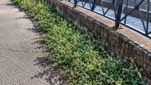Vegetazione spontanea sul Lungotevere della Magliana nel tratto segnalato al Municipio XI per lo sfalcio