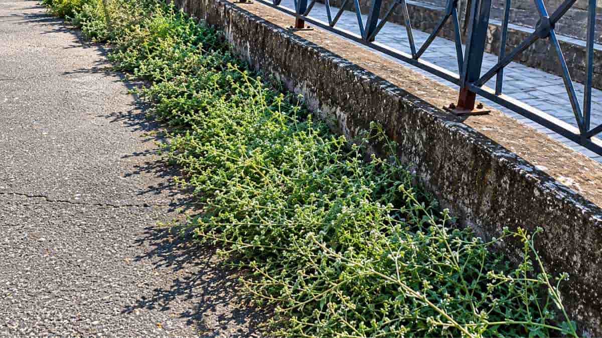 Vegetazione spontanea sul Lungotevere della Magliana nel tratto segnalato al Municipio XI per lo sfalcio