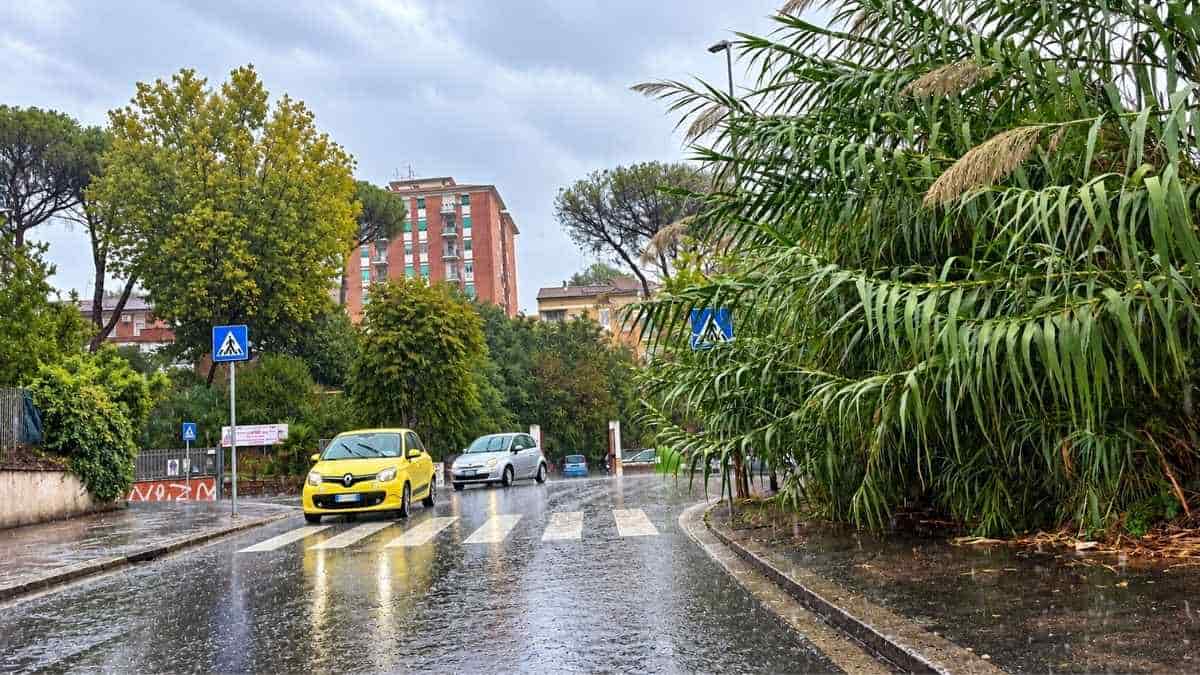 Monte Cucco, canneti invadono il margine della strada vicino a un attraversamento pedonale durante la pioggia nel Municipio XI di Roma.