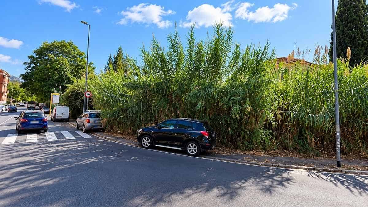 Roma, Monte Cucco: canneti e vegetazione alta lungo via di Monte Cucco, nei pressi di via Sarzana, nell'XI Municipio.