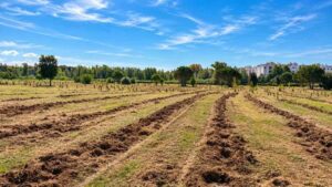 Ostia, nuove piantumazioni nella Pineta delle Acque Rosse con terreno lavorato e giovani alberi