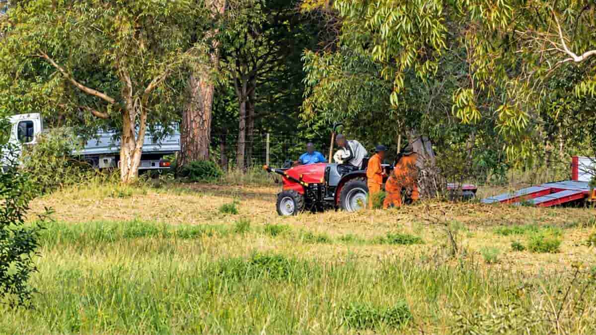 Operai e mezzi agricoli al lavoro nella Pineta delle Acque Rosse a Ostia, vicino alla scuola Parini, sul lato di via delle Azzorre.