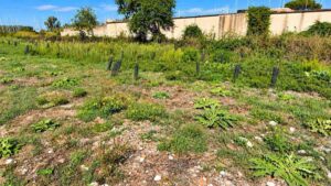 Ostia, terreno della Pineta delle Acque Rosse con detriti e giovani piante protette da shelter