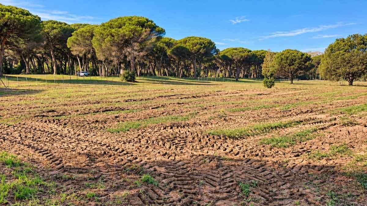 Pineta delle Acque Rosse a Ostia, terreno lavorato con evidenti tracce di mezzi agricoli nell'area vicino al Cineland, lungo via del Mare.