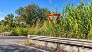 Roma, canneti coprono parzialmente un segnale di precedenza sulla rotatoria di via della Magliana