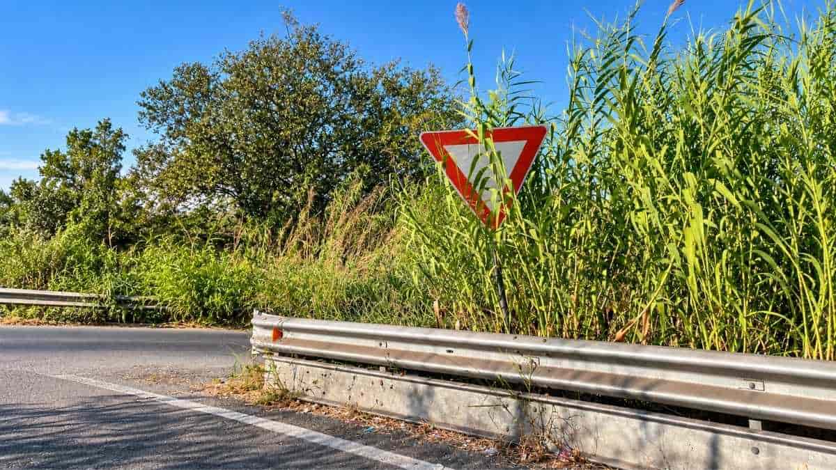 Roma, canneti coprono parzialmente un segnale di precedenza sulla rotatoria di via della Magliana
